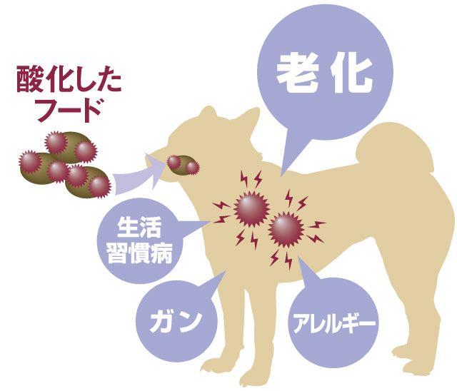 安心の理由１｜体の中から若々しく、酸化に負けないアンチエイジングフード