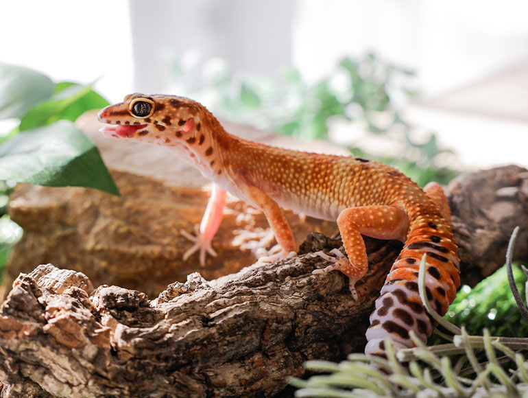 ショップ情報｜爬虫類・用品販売