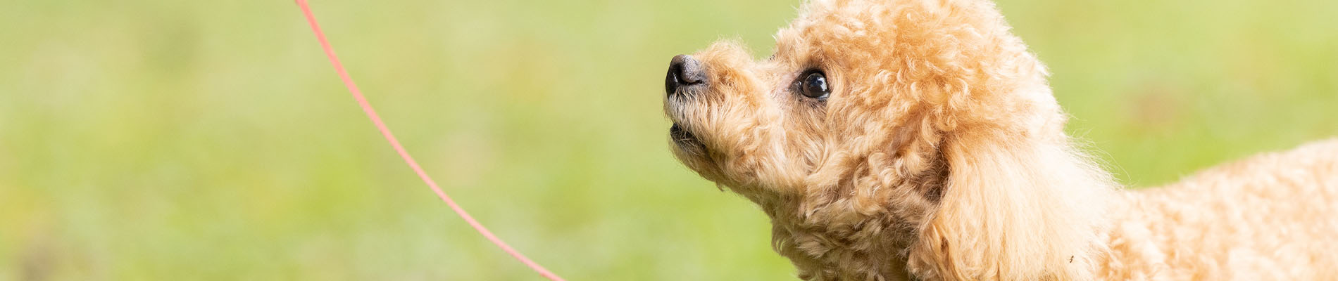 幸せなペットライフとは