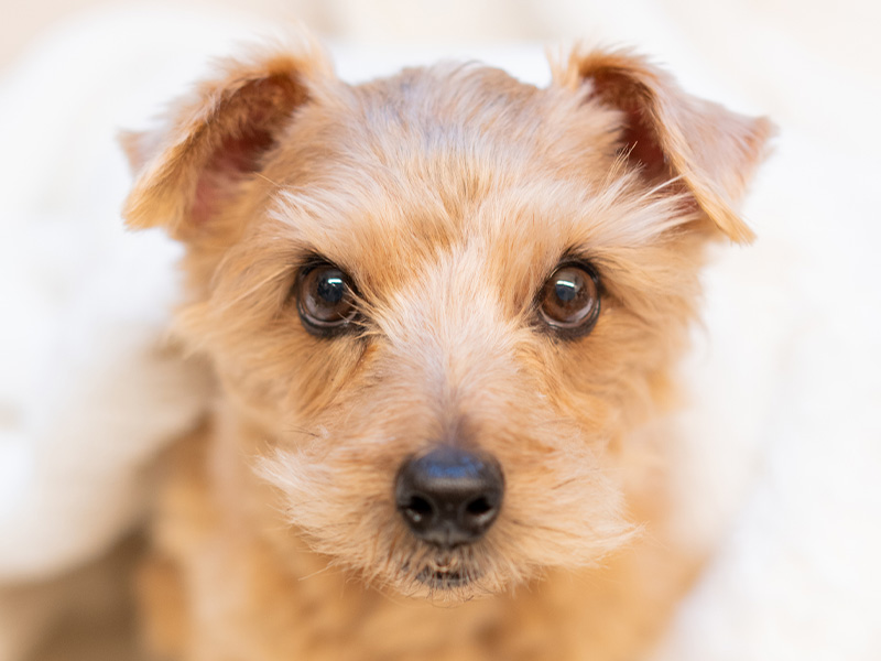 サービス１｜ワンちゃんとの出会いサポート