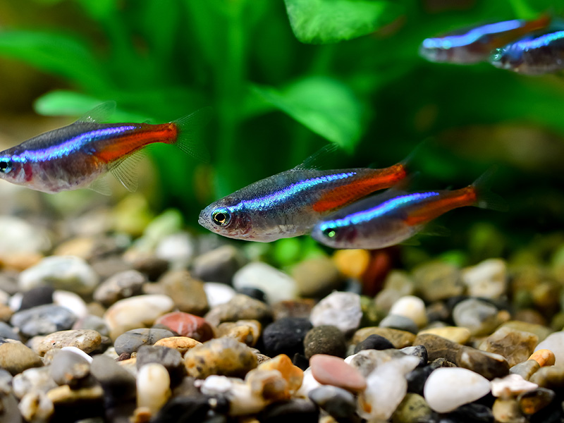 その他サービス｜アクアリウム・鳥・爬虫類とのライフサポート