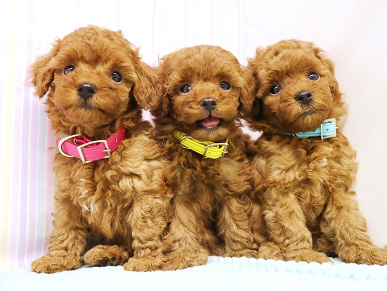 健やかな子犬のブリーディング