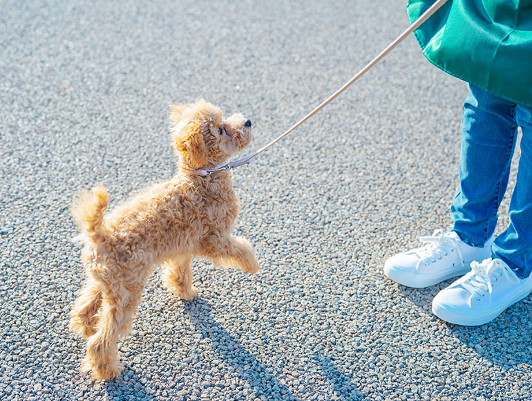ワンちゃんのしつけサービス