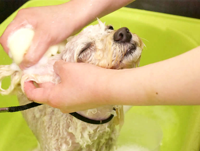 Promise 01|心に寄り添うトリミングをすべての子に。