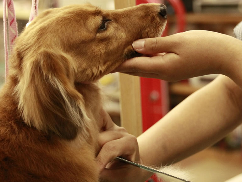 ワンちゃんの安心を最優先に、ジェントルケアと個室ホテルの甲府本店。