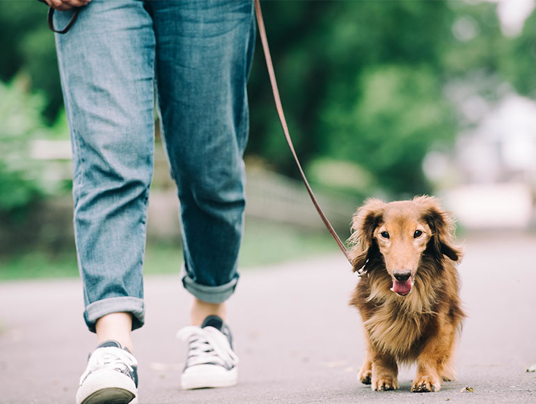 法人向け事業案内｜出張ドッグセラピー