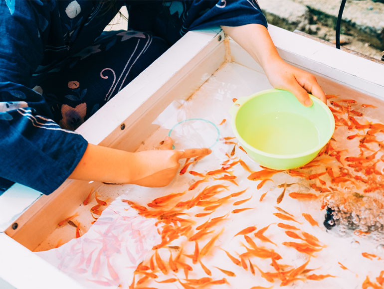 法人向け事業案内｜金魚すくいセットレンタル
